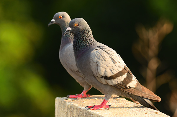 Battle Born Pigeon Control LLC